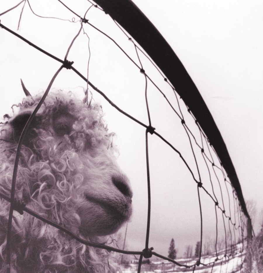 Pearl Jam - Vs (Reissue, Remastered Vinyl LP)